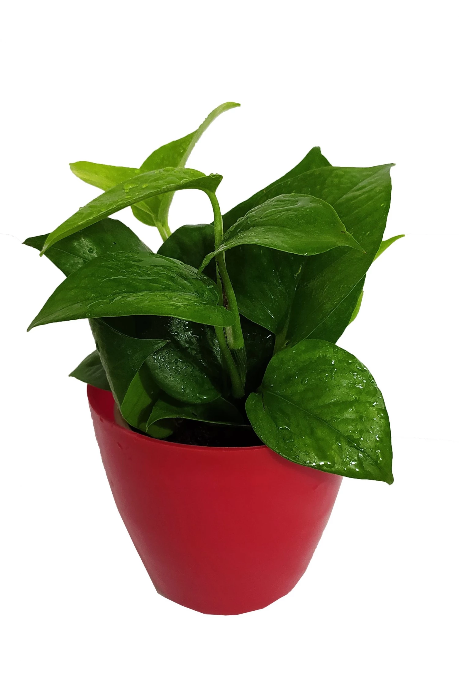 CGASPL Air Purifying Money Plant Green For Home And Indoors (Pot Included) With 5 Gram Fertilizer Plants 4 CGASPL Air Purifying Money Plant Green For Home And Indoors (Pot Included) With 5 Gram Fertilizer Plants