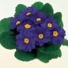 CGASPL Primula Acaulis Danova Blue Flower Seeds