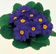 CGASPL Primula Acaulis Danova Blue Flower Seeds