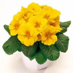 CGASPL Imported Flower Seeds Primula Acaulis Danova Yellow With Eye Flower Seeds
