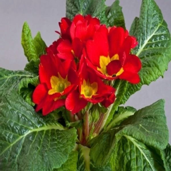 CGASPL Imported Flower Seeds Primula Acaulis Danova Copper Flower Seeds 3 CGASPL Imported Flower Seeds Primula Acaulis Danova Copper Flower Seeds
