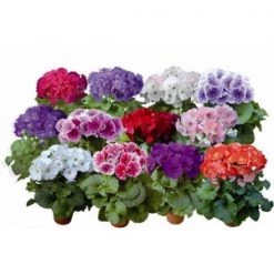 CGASPL Imported Flower Seeds Primula Obconica Original Mix Flower Seeds