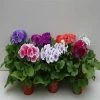 CGASPL Primula Obconica Touch Me Midi Mix Flower Seeds Imported Flower Seeds