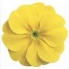 CGASPL Imported Flower Seeds Primula Acaulis Danova Lemon Yellow Flower Seeds