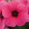 CGASPL Vinca Tattoo Raspberry Flower Seeds 2 CGASPL Vinca Tattoo Raspberry Flower Seeds