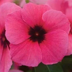 CGASPL Vinca Tattoo Raspberry Flower Seeds Imported Flower Seeds