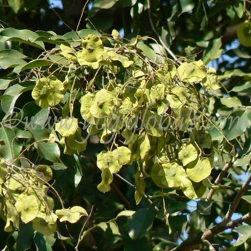 CGASPL Pterocarpus Marsupium Seeds - 1 Kg Trees Of India 3 CGASPL Pterocarpus Marsupium Seeds - 1 Kg Trees Of India
