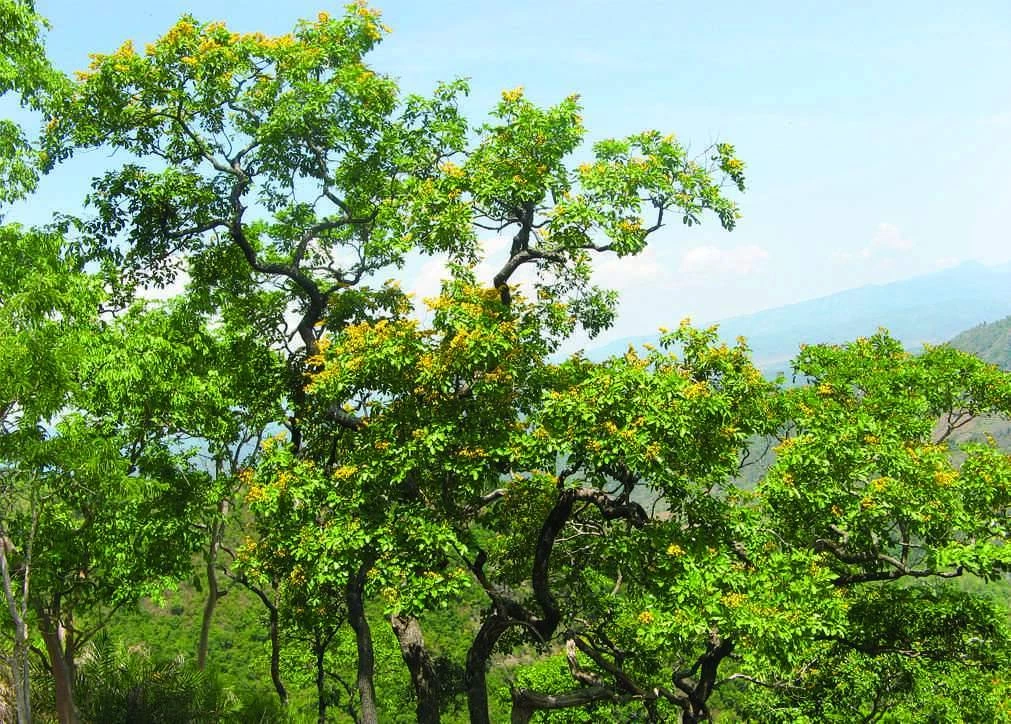 CGASPL Pterocarpus Marsupium Seeds - 1 Kg Trees Of India 4 CGASPL Pterocarpus Marsupium Seeds - 1 Kg Trees Of India