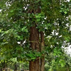 CGASPL Trees Of India Red Sandalwood (Raktachandan) Seeds (Pterocarpus Santalinus) - 1 Kg