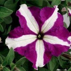 CGASPL Imported Flower Seeds Petunia Single Gf. Tritunia Purple Star Flower Seeds