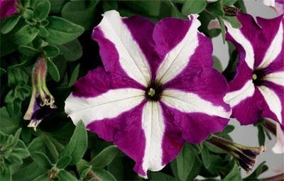 CGASPL Imported Flower Seeds Petunia Single Gf. Tritunia Purple Star Flower Seeds 3 CGASPL Imported Flower Seeds Petunia Single Gf. Tritunia Purple Star Flower Seeds