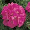Goldsmith Geranium Maverick Pink Flower Seeds Imported Flower Seeds