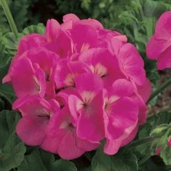 Goldsmith Geranium Maverick Pink Flower Seeds Imported Flower Seeds