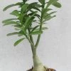 CGASPL Wave Flower Adenium Single Layer White Flower Plant