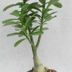 CGASPL Wave Flower Adenium Single Layer White Flower Plant