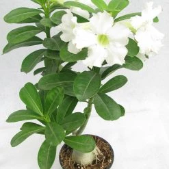 CGASPL Wave Flower Adenium Single Layer White Flower Plant