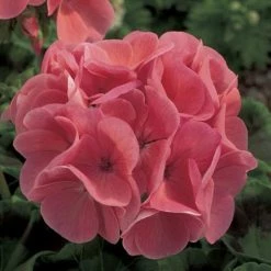 CGASPL Geranium Maverick Salmon Flower Seeds