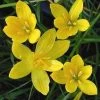 CGASPL Zephyranthus Yellow Flower Bulbs (Pack Of 20) Winter Flower Bulbs