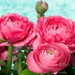 CGASPL Winter Flower Bulbs Ranunculus Rose Color Flower Bulbs (Pack Of 6 Bulbs)