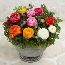Sakata Seeds Imported Flower Seeds Ranunculus Blooming Dale II Mix Flower Seeds