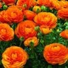 CGASPL Ranunculus Orange Color Flower Bulbs (Pack Of 6 Bulbs) Winter Flower Bulbs 1 CGASPL Ranunculus Orange Color Flower Bulbs (Pack Of 6 Bulbs) Winter Flower Bulbs