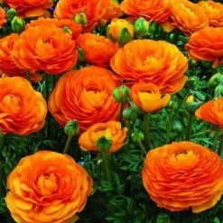 CGASPL Ranunculus Orange Color Flower Bulbs (Pack Of 6 Bulbs) Winter Flower Bulbs