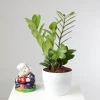 CGASPL Plants Zamia, ZZ Plant, Air Purifying, Natural Live Indoor Plant With Pot