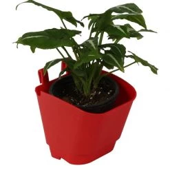 CGASPL Pot-Planters Red Vertical Hook Pot