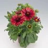 CGASPL Gaillardia Arizona Red Shades Flower Seeds Imported Flower Seeds
