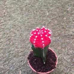 CGASPL Red Moon Cactus | Gymnocalycium Mihanovichii Var.friedrichii (Small)