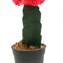 CGASPL Gymnocalycium Mihanovichii Var.friedrichii Red Moon Cactus (Big) Plants