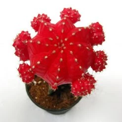 CGASPL Gymnocalycium Mihanovichii Var.friedrichii Red Moon Cactus (Big) Plants