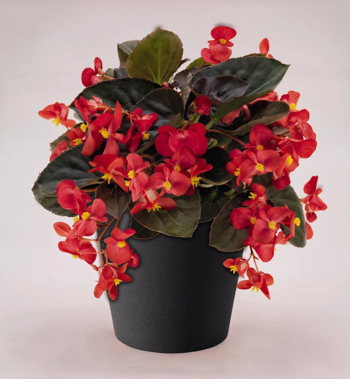 CGASPL Begonia Interspecific Big Deluxxe Red Bronze Leaf Flower Seeds Imported Flower Seeds 3 CGASPL Begonia Interspecific Big Deluxxe Red Bronze Leaf Flower Seeds Imported Flower Seeds