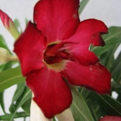 CGASPL Plants Red Doxon Adenium Single Layer Red Flower Plant