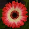 CGASPL Gerbera Revolution Bicolor Red Lemon Flower Seeds
