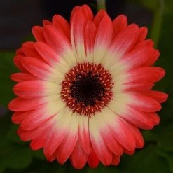 CGASPL Gerbera Revolution Bicolor Red Lemon Flower Seeds