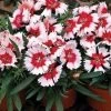 CGASPL Dianthus Super Parfait Red Peppermint Flower Seeds Imported Flower Seeds