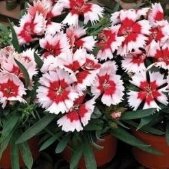 CGASPL Dianthus Super Parfait Red Peppermint Flower Seeds Imported Flower Seeds