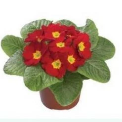 CGASPL Imported Flower Seeds Primula Acaulis Danova Red Flower Seeds
