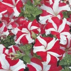 CGASPL Petunia Single Gf. Tritunia Red Star Flower Seeds Imported Flower Seeds