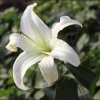 CGASPL Amaryllis Bicolor White Flower Bulbs (Pack Of 6)