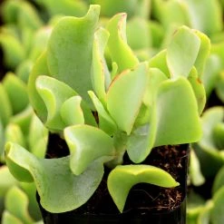 CGASPL Plants Crassula Arborescens - Ripple Jade Succulent Plant