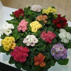 CGASPL Imported Flower Seeds Primula Acaulis F1 Rosanna Mix Flower Seeds