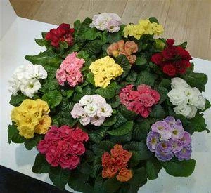 CGASPL Imported Flower Seeds Primula Acaulis F1 Rosanna Mix Flower Seeds 3 CGASPL Imported Flower Seeds Primula Acaulis F1 Rosanna Mix Flower Seeds