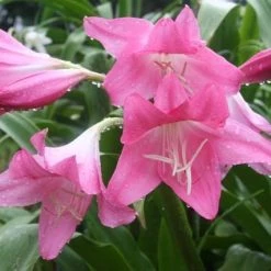 CGASPL Crinum Pink Flower Bulbs (Pack Of 6 Bulbs) Winter Flower Bulbs