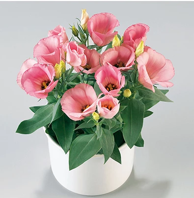 CGASPL Lisianthus (Eustoma) Carmen Rose Flower Seeds 3 CGASPL Lisianthus (Eustoma) Carmen Rose Flower Seeds
