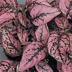 CGASPL Hypoestes Splash Rose Seeds