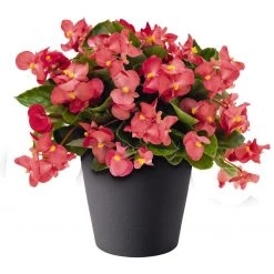 CGASPL Begonia Interspecific Big Deluxxe Rose Green Leaf Fower Seeds Imported Flower Seeds