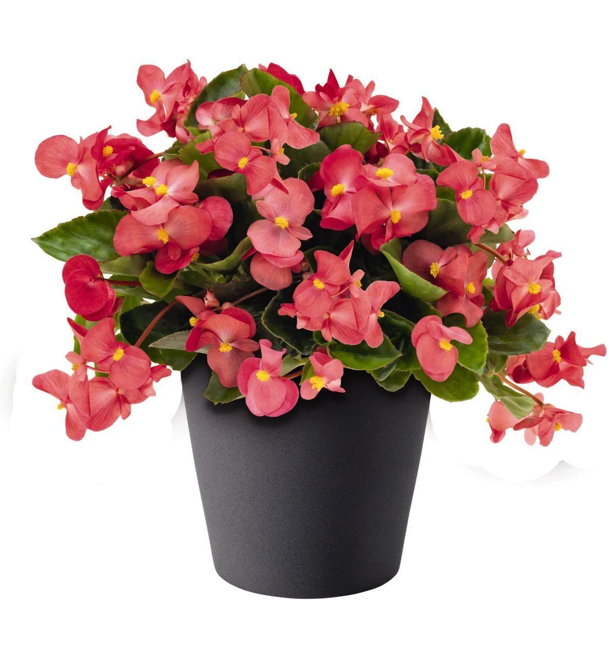 CGASPL Begonia Interspecific Big Deluxxe Rose Green Leaf Fower Seeds Imported Flower Seeds 3 CGASPL Begonia Interspecific Big Deluxxe Rose Green Leaf Fower Seeds Imported Flower Seeds