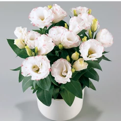 CGASPL Lisianthus (Eustoma) Rosie Rose Picotee Flower Seeds